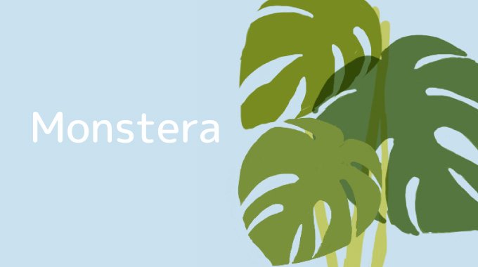 モンステラ