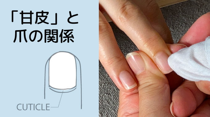 「甘皮」と爪の関係